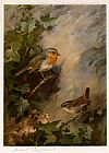 Robin and Wren by Archibald Thorburn